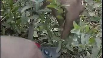 美国产不产甘蔗呢视频,甘蔗种植之谜，揭秘本土甘蔗产业现状