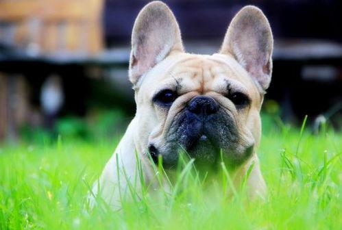 国产斗牛犬玩具视频大全,萌宠玩具盛宴，陪伴宠物快乐成长