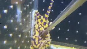 国产章鱼的视频,揭秘海洋生物的神奇魅力