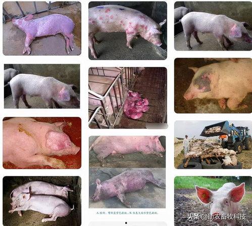 国产猪瘟会感染人吗视频,揭秘其是否会感染人类